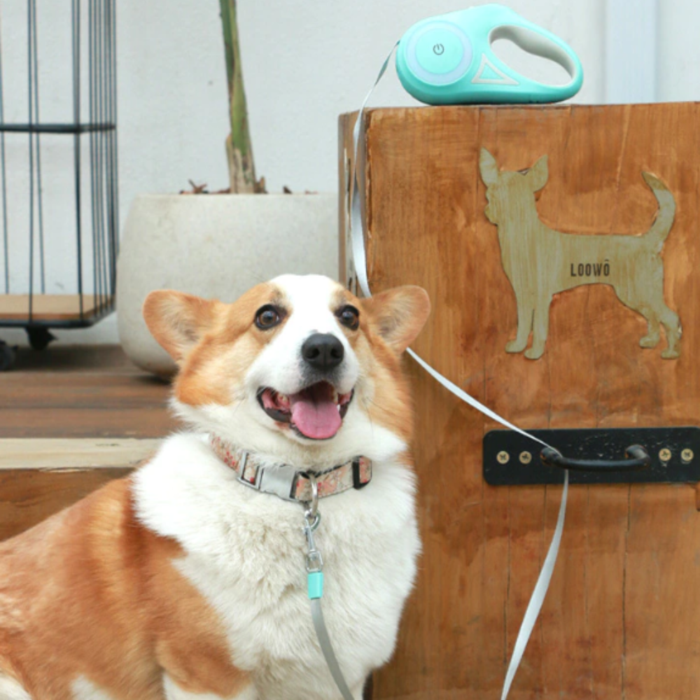 Corgi wearing automatic retractable LED lighting dog leash in teal - Shopszara