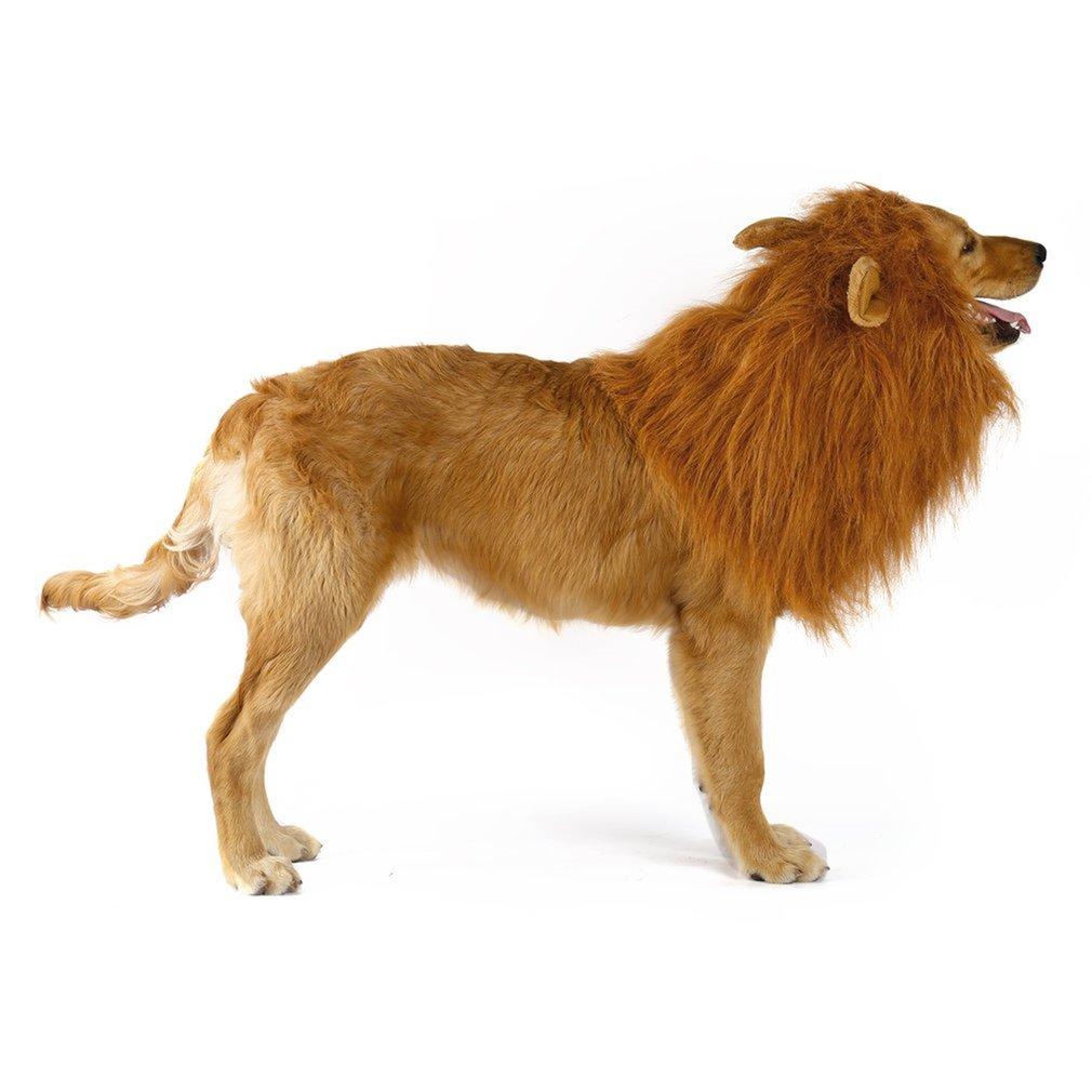 Dog roaring while wearing lion mane costume wig - Shopszara
